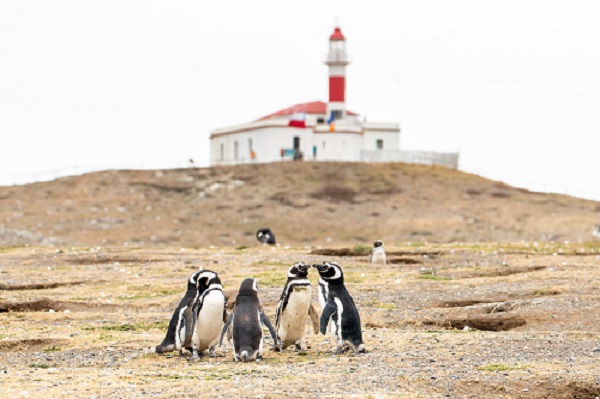 Punta arenas pingüinos isla magdalena