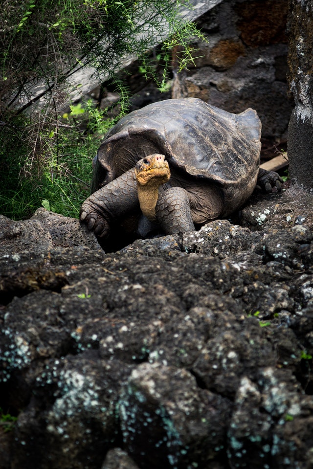 tortugas gigantes galápagos