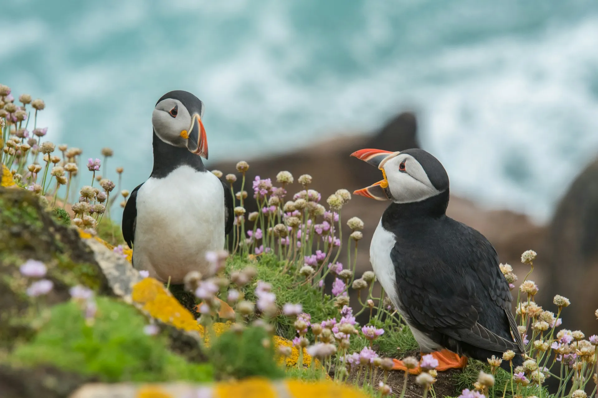 animales libertad frailecillos