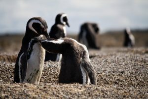 animales en libertad