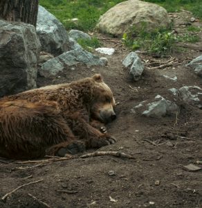 donde ver animales en libertad