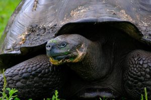 tortuga gigante galápagos