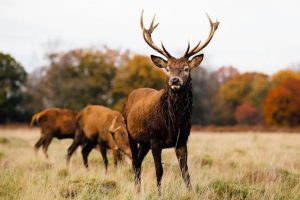 ciervos richmond park