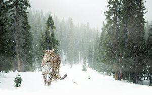 animales en libertad