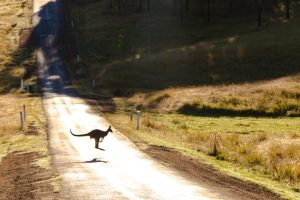 ver canguros en australia
