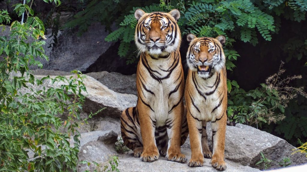animales en libertad