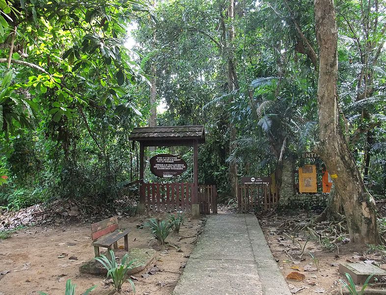 trekking selva Malasia