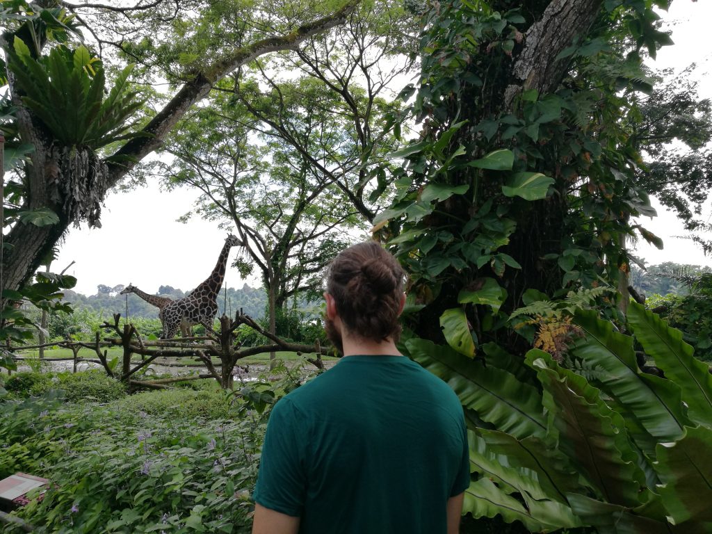 visitar zoo singapur